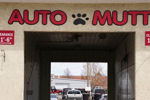 Best Auto Mutt Dog Car Wash & Detailing My Caring Dog – Tips, Stories, and Care Guides for Loving Pet Owners Best Auto Mutt Dog Car Wash & Detailing | My Caring Dog – Tips, Stories, and Care Guides for Loving Pet Owners