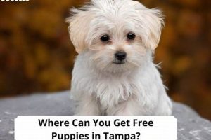 Find Free Puppies in Tampa Today! Safem Fabrication - Precision Engineering & Custom Manufacturing Solutions Find Free Puppies in Tampa Today! | Safem Fabrication - Precision Engineering & Custom Manufacturing Solutions