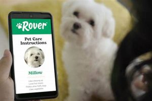 Top-Rated Rover Dog Care Services Near You My Caring Dog – Tips, Stories, and Care Guides for Loving Pet Owners Top-Rated Rover Dog Care Services Near You | My Caring Dog – Tips, Stories, and Care Guides for Loving Pet Owners