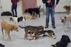 Top Dog Training Companies: Find the Best Safem Fabrication - Precision Engineering & Custom Manufacturing Solutions Top Dog Training Companies: Find the Best | Safem Fabrication - Precision Engineering & Custom Manufacturing Solutions