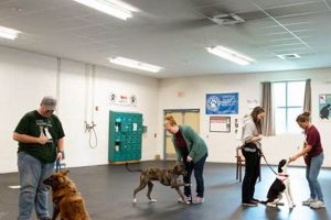 Top Dog Training Centers: Find the Best | Safem Fabrication - Precision Engineering & Custom Manufacturing Solutions