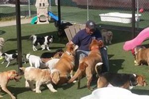 Dog Day Care Las Vegas My Caring Dog – Tips, Stories, and Care Guides for Loving Pet Owners Dog Day Care Las Vegas | My Caring Dog – Tips, Stories, and Care Guides for Loving Pet Owners
