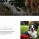 Best Websites for Car Dog Accessories & Gear | My Caring Dog – Tips, Stories, and Care Guides for Loving Pet Owners