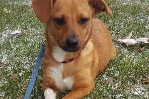 Adopt Dogs in St. Louis: Find Your Furry Friend | My Caring Dog – Tips, Stories, and Care Guides for Loving Pet Owners