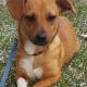 Adopt Dogs in St. Louis: Find Your Furry Friend | Safem Fabrication - Precision Engineering & Custom Manufacturing Solutions