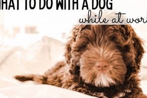Expert Tips: Dog Care While at Work Made Easy My Caring Dog – Tips, Stories, and Care Guides for Loving Pet Owners Expert Tips: Dog Care While at Work Made Easy | My Caring Dog – Tips, Stories, and Care Guides for Loving Pet Owners