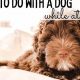 Expert Tips: Dog Care While at Work Made Easy | Safem Fabrication - Precision Engineering & Custom Manufacturing Solutions