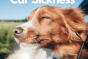Do Dogs Outgrow Car Sickness? Tips & Tricks My Caring Dog – Tips, Stories, and Care Guides for Loving Pet Owners Do Dogs Outgrow Car Sickness? Tips & Tricks | My Caring Dog – Tips, Stories, and Care Guides for Loving Pet Owners