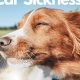 Do Dogs Outgrow Car Sickness? Tips & Tricks | Safem Fabrication - Precision Engineering & Custom Manufacturing Solutions