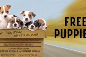 Get Free Pippies for Your Car Dog! Safem Fabrication - Precision Engineering & Custom Manufacturing Solutions Get Free Pippies for Your Car Dog! | Safem Fabrication - Precision Engineering & Custom Manufacturing Solutions