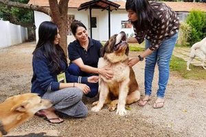 Best Dog Day Care in Bangalore: Safe & Fun Safem Fabrication - Precision Engineering & Custom Manufacturing Solutions Best Dog Day Care in Bangalore: Safe & Fun | Safem Fabrication - Precision Engineering & Custom Manufacturing Solutions