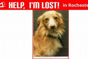 Find Lost Dogs in Rochester, NY | Car Dog Help My Caring Dog – Tips, Stories, and Care Guides for Loving Pet Owners Find Lost Dogs in Rochester, NY | Car Dog Help | My Caring Dog – Tips, Stories, and Care Guides for Loving Pet Owners