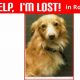 Find Lost Dogs in Rochester, NY | Car Dog Help | My Caring Dog – Tips, Stories, and Care Guides for Loving Pet Owners
