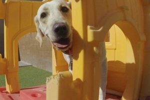 Top Dog Day Care in Las Vegas Summerlin NV My Caring Dog – Tips, Stories, and Care Guides for Loving Pet Owners Top Dog Day Care in Las Vegas Summerlin NV | My Caring Dog – Tips, Stories, and Care Guides for Loving Pet Owners