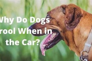Why Do Dogs Drool In Car My Caring Dog – Tips, Stories, and Care Guides for Loving Pet Owners Why Do Dogs Drool In Car | My Caring Dog – Tips, Stories, and Care Guides for Loving Pet Owners