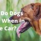 Why Do Dogs Drool In Car | My Caring Dog – Tips, Stories, and Care Guides for Loving Pet Owners