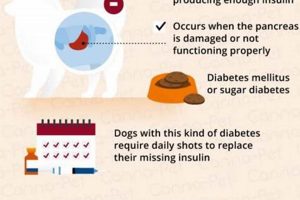 Expert Guide: Dog Diabetes Care Tips & Tricks My Caring Dog – Tips, Stories, and Care Guides for Loving Pet Owners Expert Guide: Dog Diabetes Care Tips & Tricks | My Caring Dog – Tips, Stories, and Care Guides for Loving Pet Owners