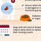 Expert Guide: Dog Diabetes Care Tips & Tricks | My Caring Dog – Tips, Stories, and Care Guides for Loving Pet Owners