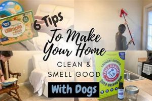 Banish Dog Smell From Your Car: Expert Tips & Tricks My Caring Dog – Tips, Stories, and Care Guides for Loving Pet Owners Banish Dog Smell From Your Car: Expert Tips & Tricks | My Caring Dog – Tips, Stories, and Care Guides for Loving Pet Owners