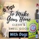 Banish Dog Smell From Your Car: Expert Tips & Tricks | My Caring Dog – Tips, Stories, and Care Guides for Loving Pet Owners