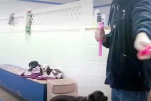 Best Dog Day Care in Worthing | Top Kennels My Caring Dog – Tips, Stories, and Care Guides for Loving Pet Owners Best Dog Day Care in Worthing | Top Kennels | My Caring Dog – Tips, Stories, and Care Guides for Loving Pet Owners