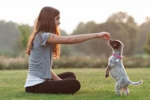 Best Puppy Training Near Me: Find Expert Trainers | Safem Fabrication - Precision Engineering & Custom Manufacturing Solutions