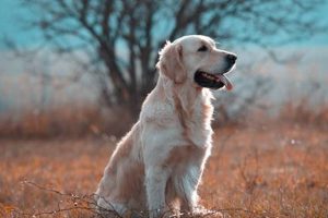 Best Animals for Dogs: Safe Companions for Car Travel | Safem Fabrication - Precision Engineering & Custom Manufacturing Solutions