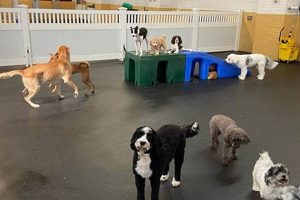 Best Dog Day Care in Valdosta, GA | Top Kennels Safem Fabrication - Precision Engineering & Custom Manufacturing Solutions Best Dog Day Care in Valdosta, GA | Top Kennels | Safem Fabrication - Precision Engineering & Custom Manufacturing Solutions
