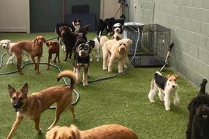 Best Dog Care Near Me: Find Local Sitters & Walkers My Caring Dog – Tips, Stories, and Care Guides for Loving Pet Owners Best Dog Care Near Me: Find Local Sitters & Walkers | My Caring Dog – Tips, Stories, and Care Guides for Loving Pet Owners