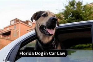 Florida's Dog in Car Law: What You Need to Know My Caring Dog – Tips, Stories, and Care Guides for Loving Pet Owners Florida's Dog in Car Law: What You Need to Know | My Caring Dog – Tips, Stories, and Care Guides for Loving Pet Owners