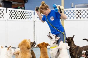 Best 24 Hour Dog Day Care | Local Options My Caring Dog – Tips, Stories, and Care Guides for Loving Pet Owners Best 24 Hour Dog Day Care | Local Options | My Caring Dog – Tips, Stories, and Care Guides for Loving Pet Owners