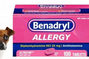 Dog Car Sickness: Can I Use Benadryl Safely? My Caring Dog – Tips, Stories, and Care Guides for Loving Pet Owners Dog Car Sickness: Can I Use Benadryl Safely? | My Caring Dog – Tips, Stories, and Care Guides for Loving Pet Owners