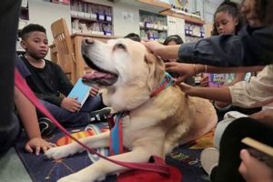 Get a Free Therapy Dog: Best Tips & Tricks | Safem Fabrication - Precision Engineering & Custom Manufacturing Solutions