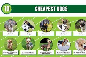 Top 5 Cheapest Dog Breeds to Own & Care For My Caring Dog – Tips, Stories, and Care Guides for Loving Pet Owners Top 5 Cheapest Dog Breeds to Own & Care For | My Caring Dog – Tips, Stories, and Care Guides for Loving Pet Owners