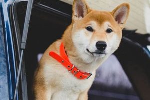 Top Dog Friendly Car Services for Safe Travels | Safem Fabrication - Precision Engineering & Custom Manufacturing Solutions