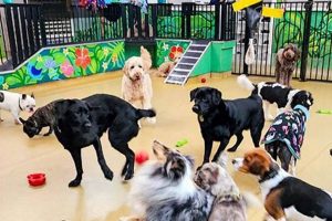 Best Dog Day Care in Melbourne FL | Top Rated My Caring Dog – Tips, Stories, and Care Guides for Loving Pet Owners Best Dog Day Care in Melbourne FL | Top Rated | My Caring Dog – Tips, Stories, and Care Guides for Loving Pet Owners