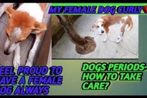 Dog Period Care: A Complete Guide My Caring Dog – Tips, Stories, and Care Guides for Loving Pet Owners Dog Period Care: A Complete Guide | My Caring Dog – Tips, Stories, and Care Guides for Loving Pet Owners