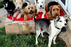 Dog Training For Service Dogs Near Me | Safem Fabrication - Precision Engineering & Custom Manufacturing Solutions