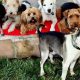 Dog Training For Service Dogs Near Me | Safem Fabrication - Precision Engineering & Custom Manufacturing Solutions