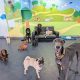 Best Dog Days Day Care | Loving Care | Safem Fabrication - Precision Engineering & Custom Manufacturing Solutions
