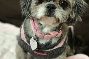 Adorable Puppies for Adoption in St. Louis, MO | My Caring Dog – Tips, Stories, and Care Guides for Loving Pet Owners