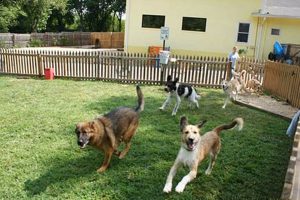 Best Dog Day Care in Kalispell, MT | Top Kennels Safem Fabrication - Precision Engineering & Custom Manufacturing Solutions Best Dog Day Care in Kalispell, MT | Top Kennels | Safem Fabrication - Precision Engineering & Custom Manufacturing Solutions