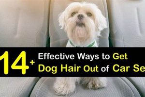 Easy Ways to Get Dog Hair Out of Car Seats Fast My Caring Dog – Tips, Stories, and Care Guides for Loving Pet Owners Easy Ways to Get Dog Hair Out of Car Seats Fast | My Caring Dog – Tips, Stories, and Care Guides for Loving Pet Owners