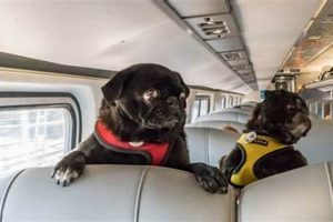 Renting a Car with Your Dog: Tips & Policies My Caring Dog – Tips, Stories, and Care Guides for Loving Pet Owners Renting a Car with Your Dog: Tips & Policies | My Caring Dog – Tips, Stories, and Care Guides for Loving Pet Owners