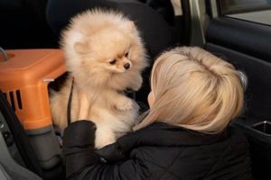 Keeping A Dog Cool In The Car My Caring Dog – Tips, Stories, and Care Guides for Loving Pet Owners Keeping A Dog Cool In The Car | My Caring Dog – Tips, Stories, and Care Guides for Loving Pet Owners