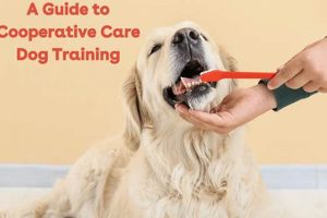 The Ultimate Guide to Cooperative Care Dog Training for a Happy Pup My Caring Dog – Tips, Stories, and Care Guides for Loving Pet Owners The Ultimate Guide to Cooperative Care Dog Training for a Happy Pup | My Caring Dog – Tips, Stories, and Care Guides for Loving Pet Owners