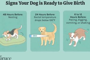 Dog Labor Guide: Care Tips & What To Expect Safem Fabrication - Precision Engineering & Custom Manufacturing Solutions Dog Labor Guide: Care Tips & What To Expect | Safem Fabrication - Precision Engineering & Custom Manufacturing Solutions