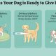 Dog Labor Guide: Care Tips &amp; What To Expect | My Caring Dog – Tips, Stories, and Care Guides for Loving Pet Owners