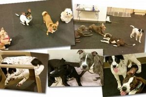 Best Dog Day Care in PA: Find Top Centers | Safem Fabrication - Precision Engineering & Custom Manufacturing Solutions