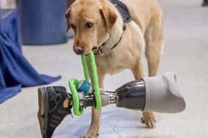 Best Dog Aids for Car Travel & Safety My Caring Dog – Tips, Stories, and Care Guides for Loving Pet Owners Best Dog Aids for Car Travel & Safety | My Caring Dog – Tips, Stories, and Care Guides for Loving Pet Owners